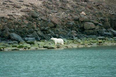 Polar Bear - Svalbard - 17