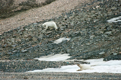 Polar Bear - Svalbard - 18