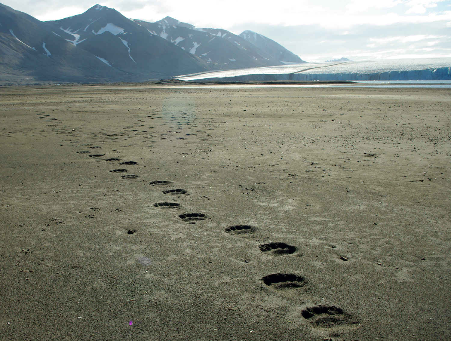 Polar Bear - Svalbard - 19 - Tracks