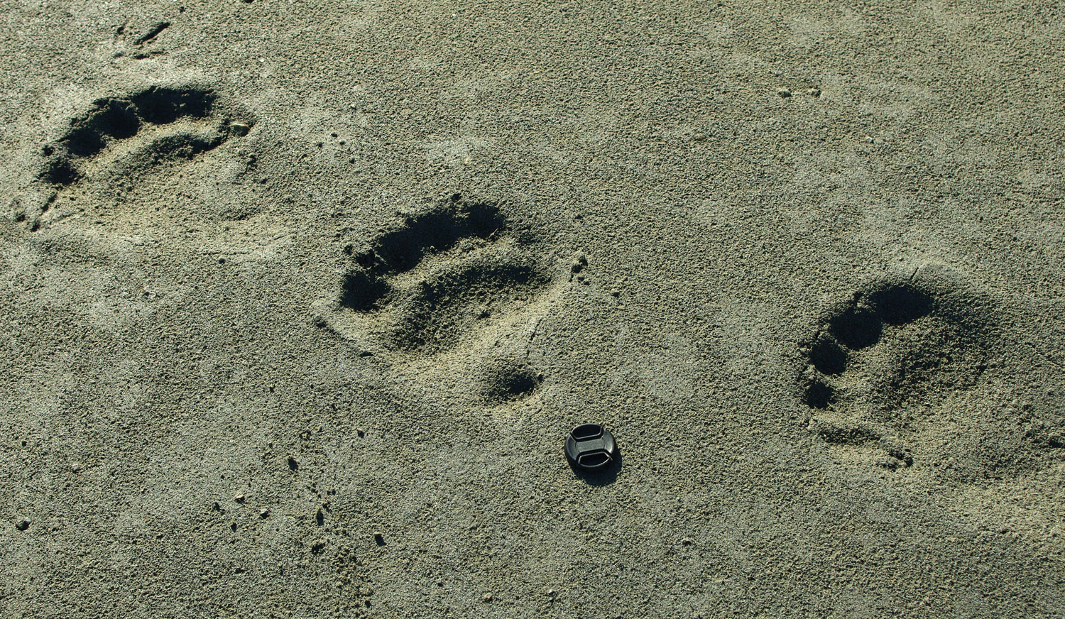 Polar Bear - Svalbard - 20 - Tracks