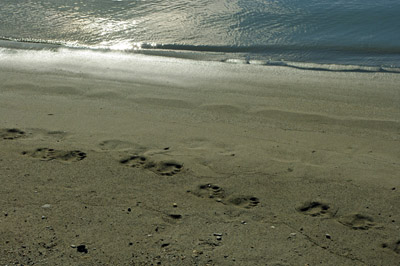 Polar Bear - Svalbard - 21 - Tracks