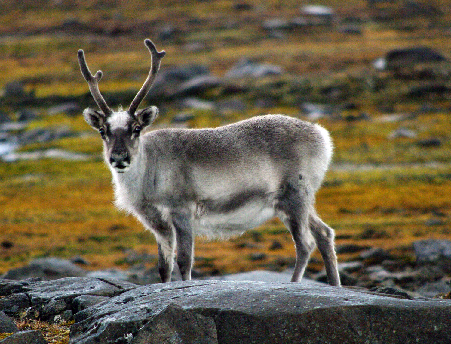 Reindeer Svalbard - 2
