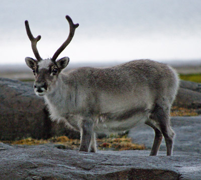 Reindeer Svalbard - 4