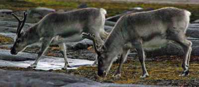 Reindeer Svalbard - 6