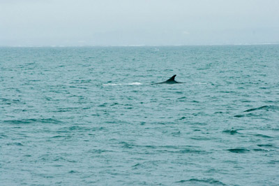 Whale - Svalbard - 1
