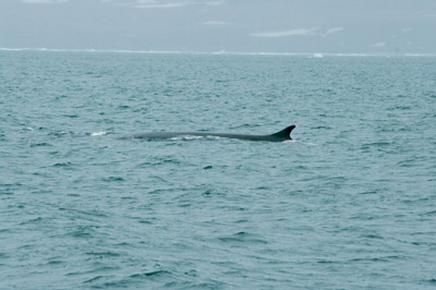 Whale - Svalbard - 2