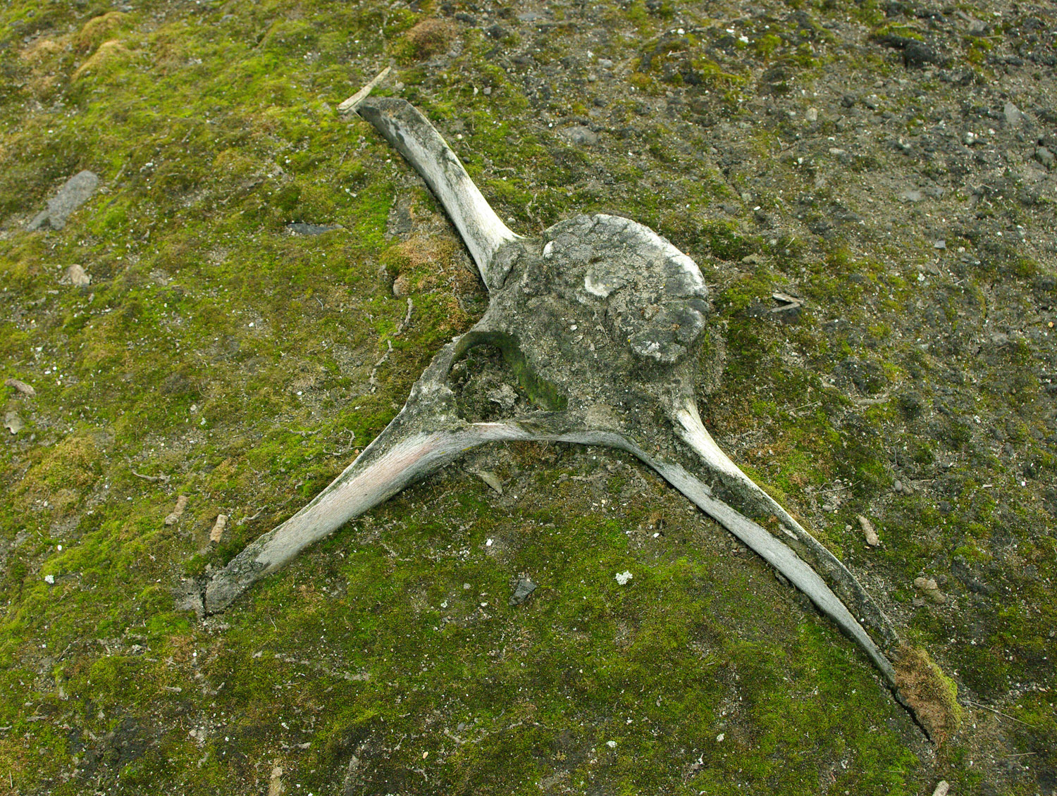 Sundnesset, Barentsoya, Whale Bone, Sub Fossil - Svalbard - 1
