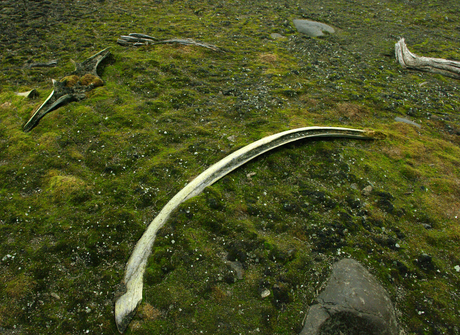 Sundnesset, Barentsoya, Whale Bone, Sub Fossil - Svalbard - 2