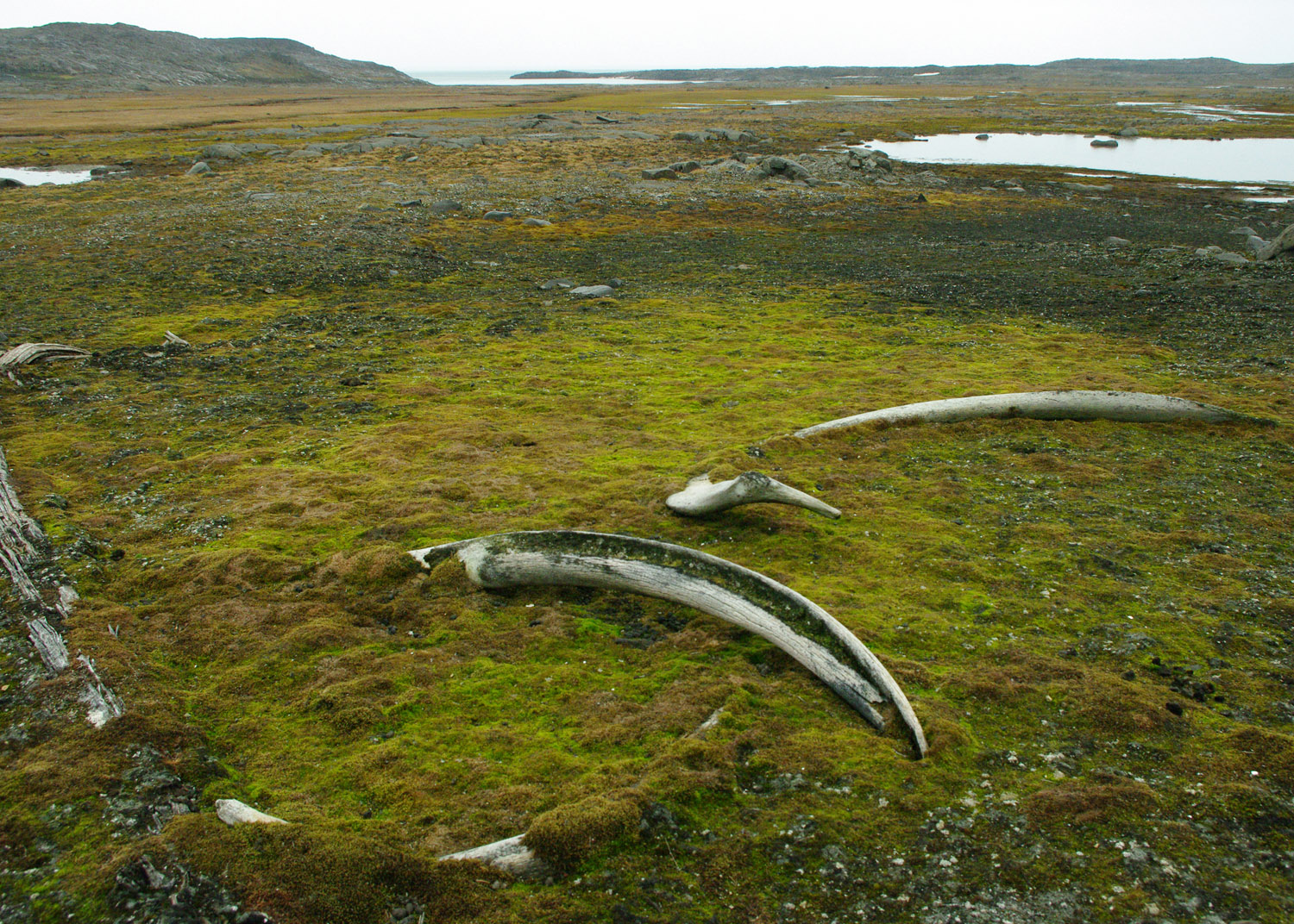 Sundnesset, Barentsoya, Whale Bone, Sub Fossil - Svalbard - 3
