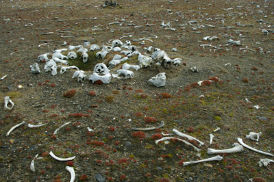 Sundnesset, Barentsoya, Walrus Bones - Svalbard - 1