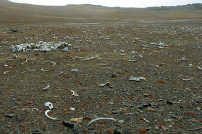 Sundnesset, Barentsoya, Walrus Bones - Svalbard - 2