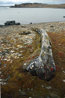Sundnesset, Barentsoya, Whale Bone, Sub Fossil - Svalbard - 5