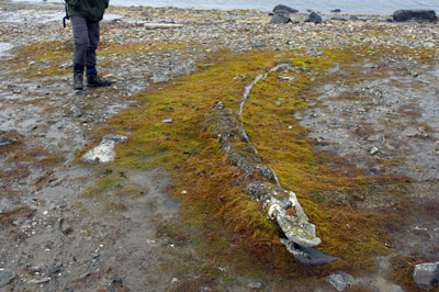 Sundnesset, Barentsoya, Whale Bone, Sub Fossil - Svalbard - 7