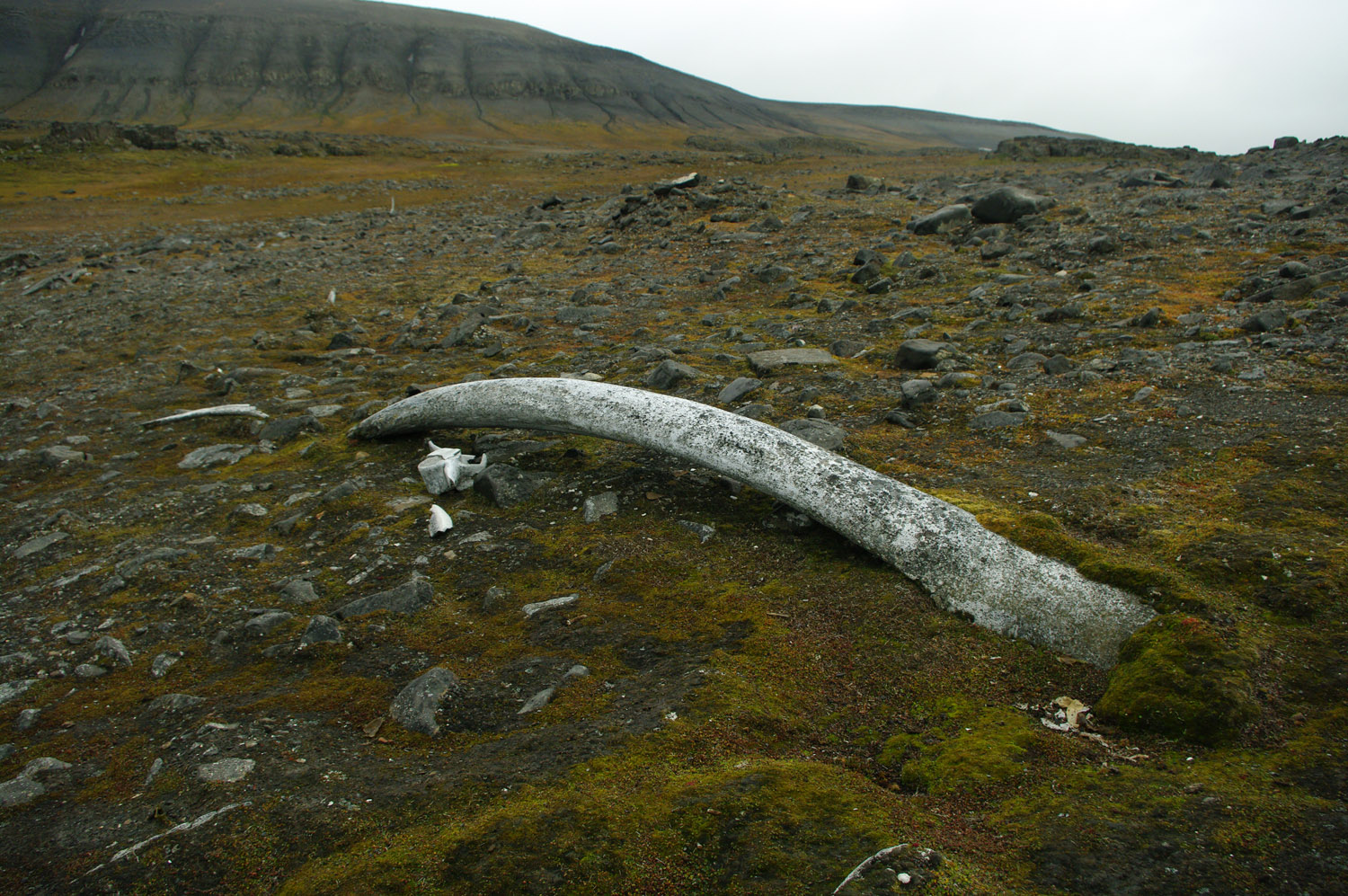 Sundnesset, Barentsoya, Whale Bone, Sub Fossil - Svalbard - 9