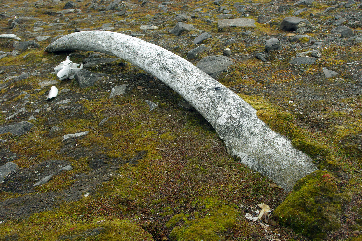 Sundnesset, Barentsoya, Whale Bone, Sub Fossil - Svalbard - 10