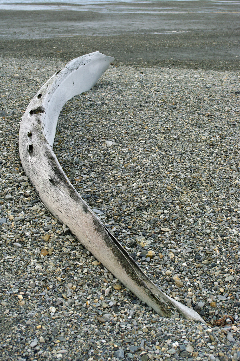 Gashamna, Hornsund, Whale Bones - 1