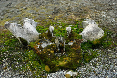 Gashamna, Hornsund, Whale Bones - 2