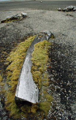 Gashamna, Hornsund, Whale Bones - 4