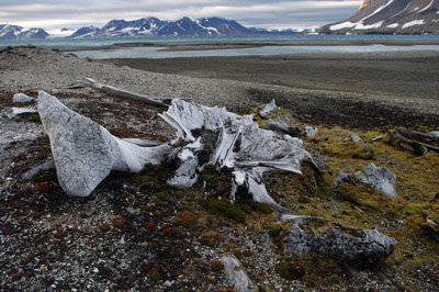 Gashamna, Hornsund, Whale Bones - 5