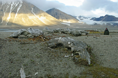 Gashamna, Hornsund, Whale Bones - 9