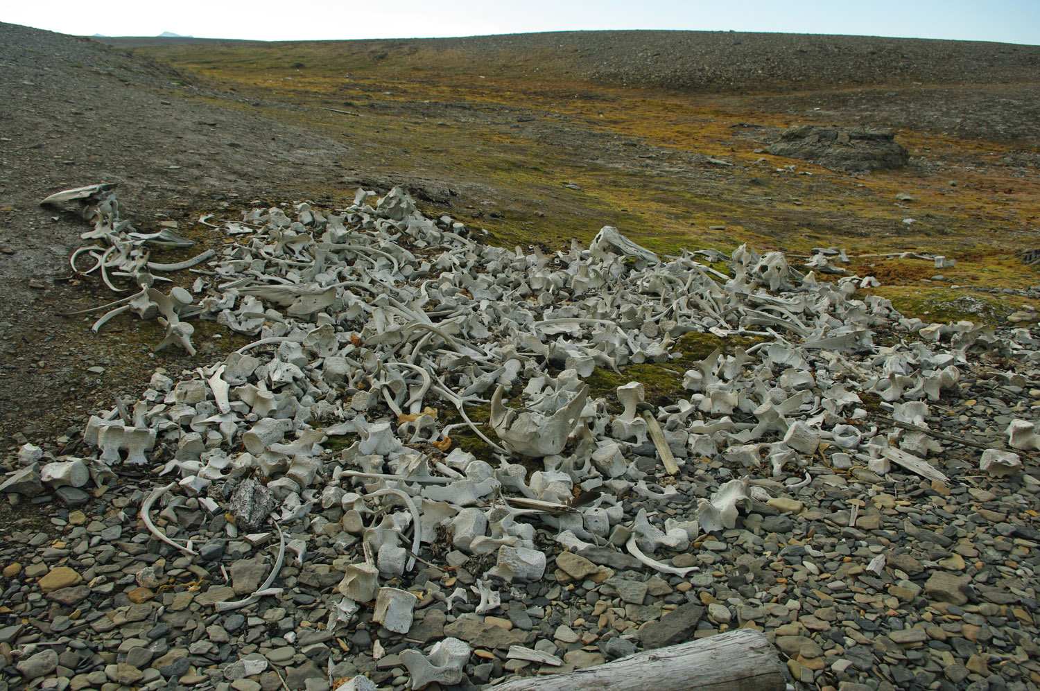 Bellsund, Malbukta, Beluga Fishery, Whale Bones - Svalbard - 1