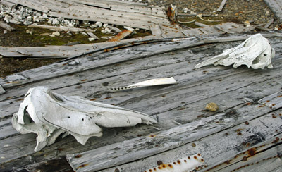 Bellsund, Malbukta, Beluga Fishery, Whale Bones - Svalbard - 2