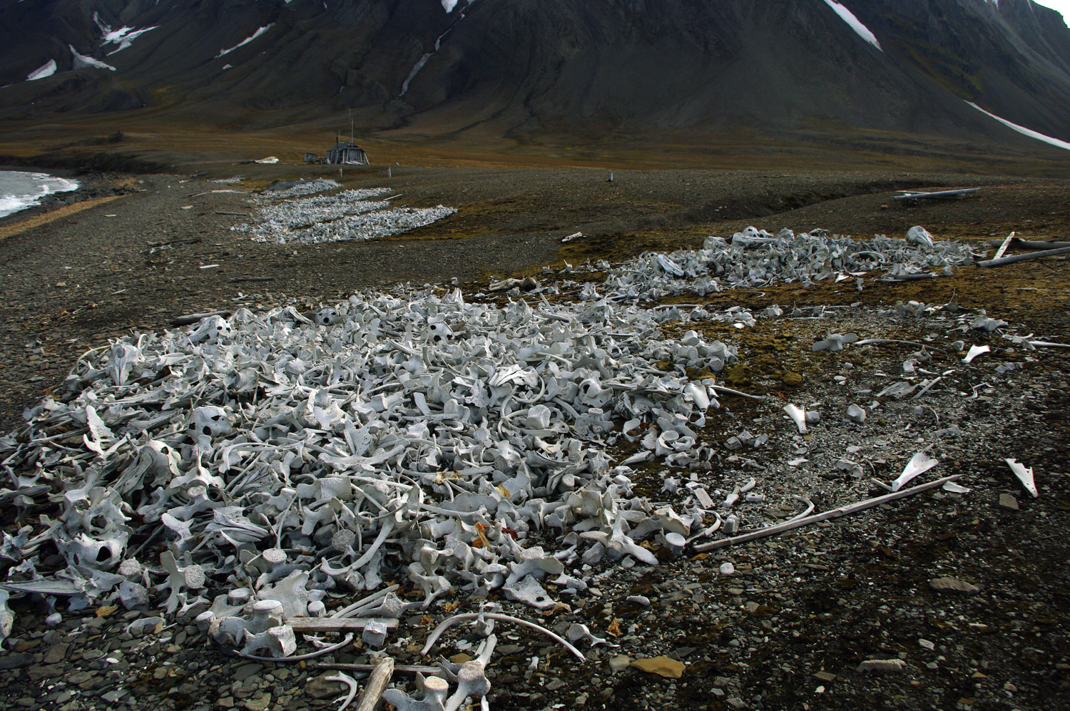 Bellsund, Malbukta, Beluga Fishery, Whale Bones - Svalbard - 4
