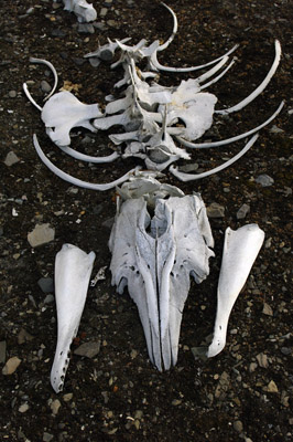 Bellsund, Malbukta, Beluga Fishery, Whale Bones - Svalbard - 7