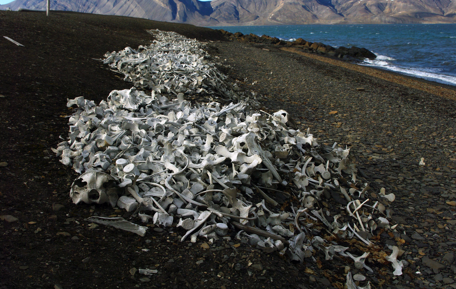 Bellsund, Malbukta, Beluga Fishery, Whale Bones - Svalbard - 8