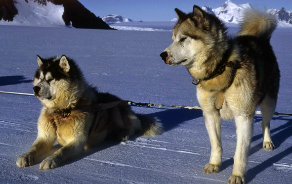 Antarctic Husky