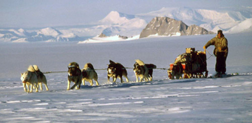 Antarctic Husky