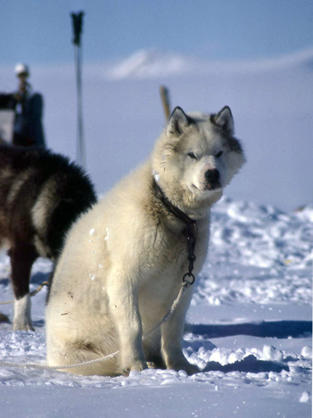 why are husky dogs banned in antarctica