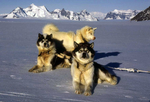 why are husky dogs banned in antarctica