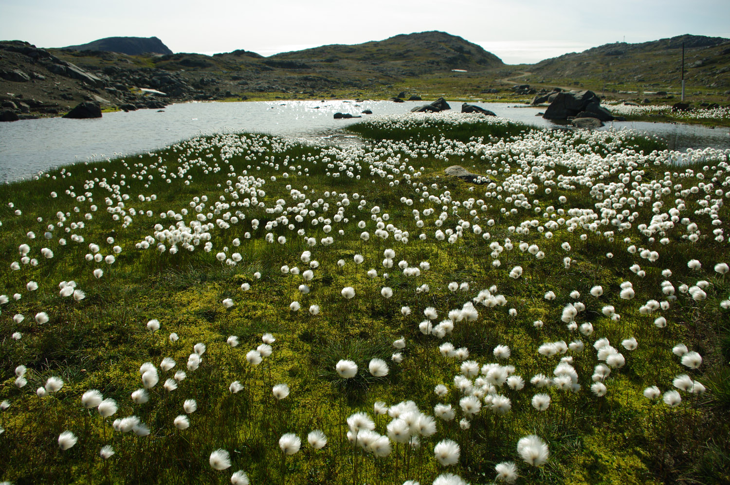 Cotton Grass - Wildflower - Greenland, greenland, travel
