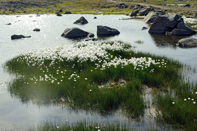 Cotton Grass - Wildflower - Greenland<br />