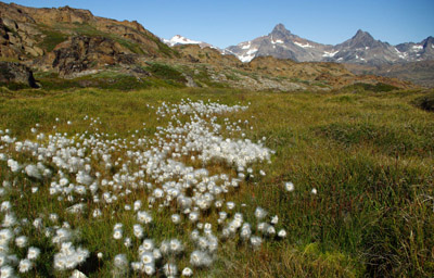Cotton Grass and Mountains - Greenland