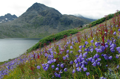 Harebell - Wildflowers - Valley of the Flowers - Greenland<br />
