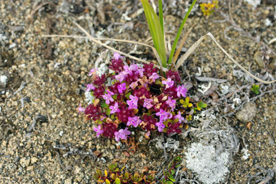 Wildflowers - Valley of the Flowers - Greenland