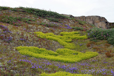 Wildflowers - Valley of the Flowers - Greenland<br />