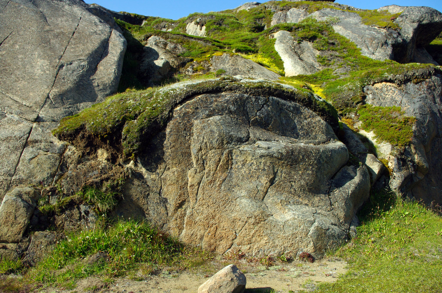 Moss and soil build-up on rock - Greenland, greenland, travel
