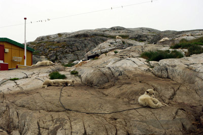 Kulusuk- Sled Dogs - East Greenland<br />