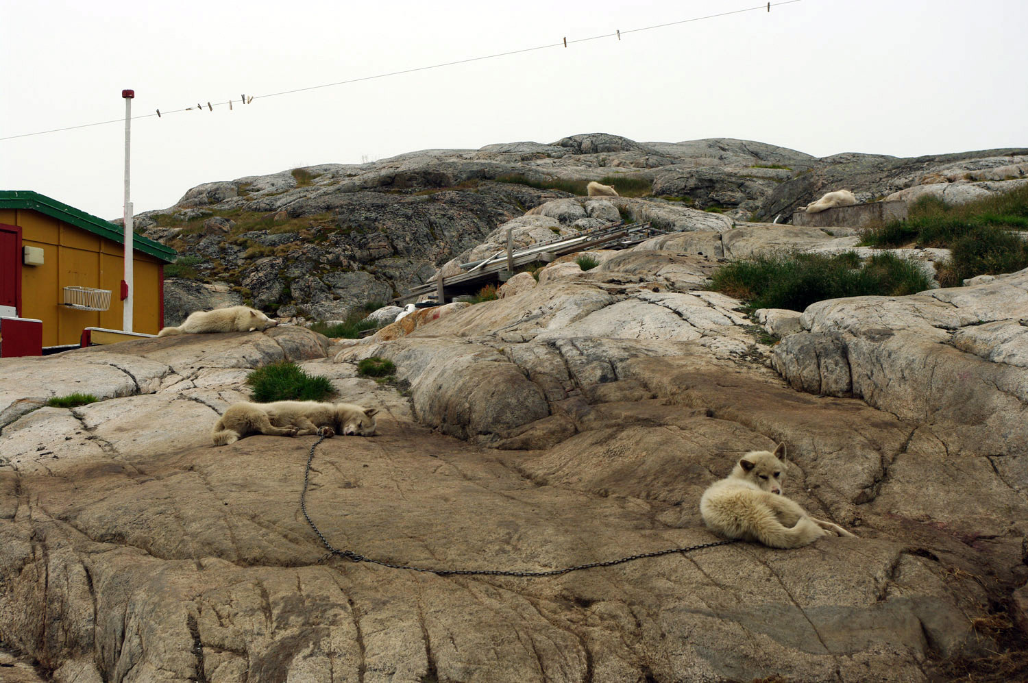 Kulusuk- Sled Dogs - East Greenland<br />, greenland, travel