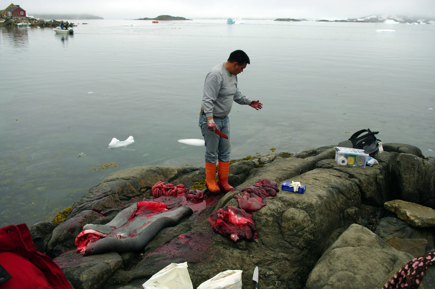 Kulusuk - Seal Hunt Butchery - East Greenland<br />, greenland, travel