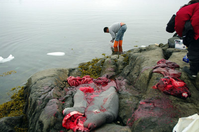 Kulusuk - Seal Hunt Butchery - East Greenland - 2<br />