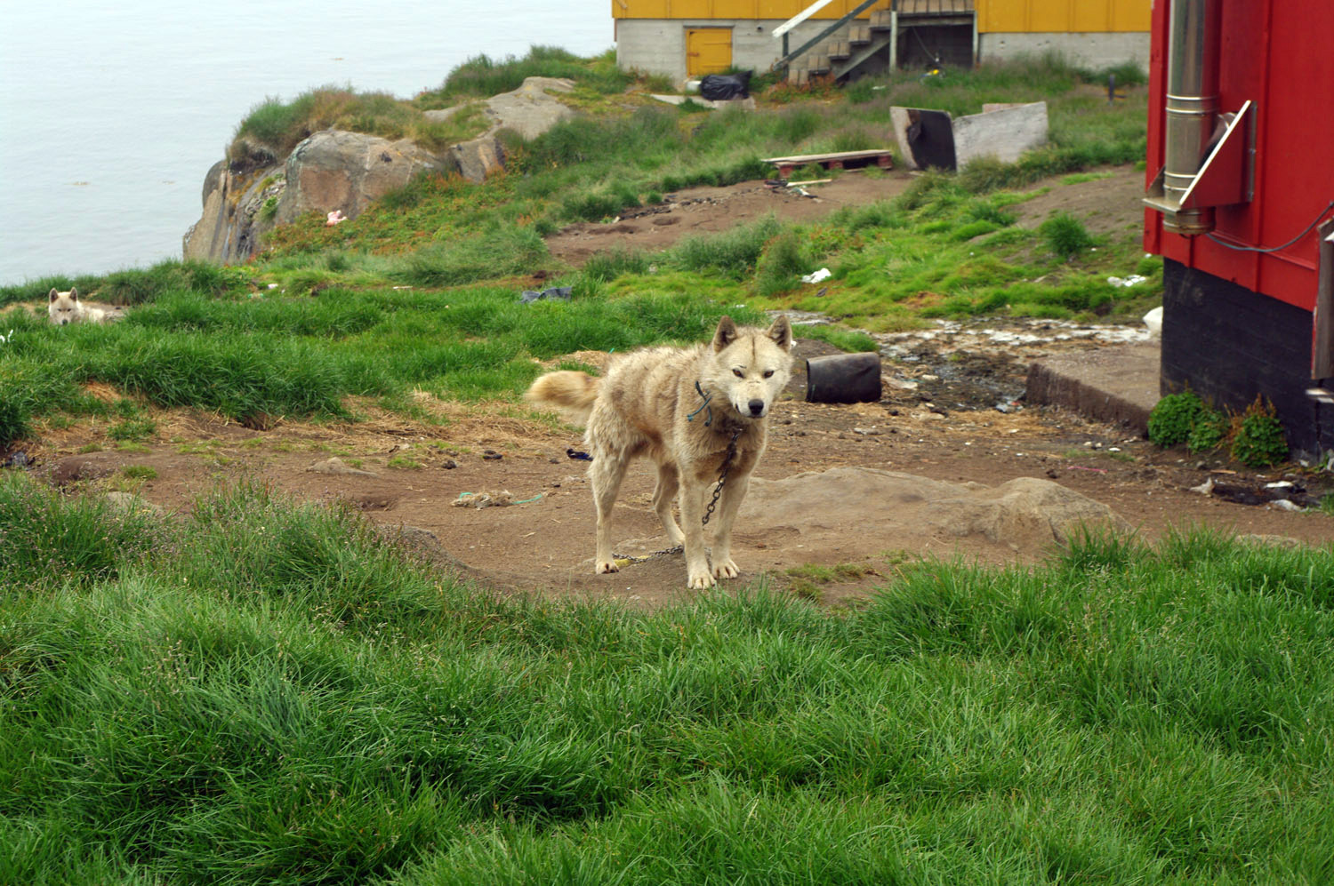 Ammassalik / Tasiilaq Sled Dog - East Greenland - 1<br />, greenland, travel