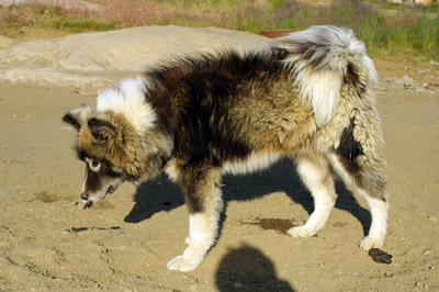 Ammassalik / Tasiilaq Sled Dog - East Greenland - 2<br />