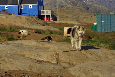 Ammassalik / Tasiilaq Sled Dog - East Greenland - 3<br />