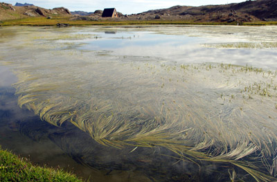 Ammassalik / Tasiilaq - Valley of the Flowers Lake 8 - East Greenland