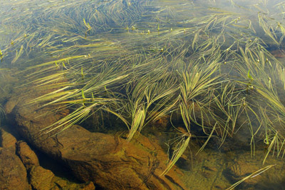 Ammassalik / Tasiilaq - Valley of the Flowers Lake 9 - East Greenland