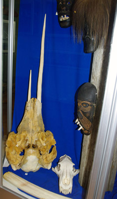 Ammassalik / Tasiilaq - Museum, Narwhal and Polar Bear Skull - East Greenland